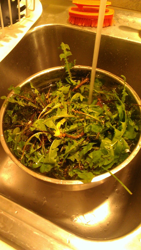 Washing the dandelions