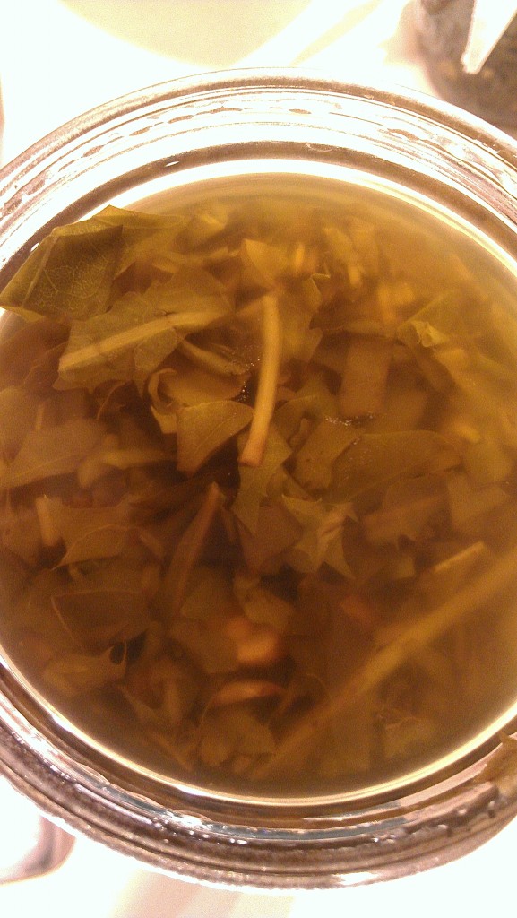 Tincture ready to be strained (c) Hollis Easter