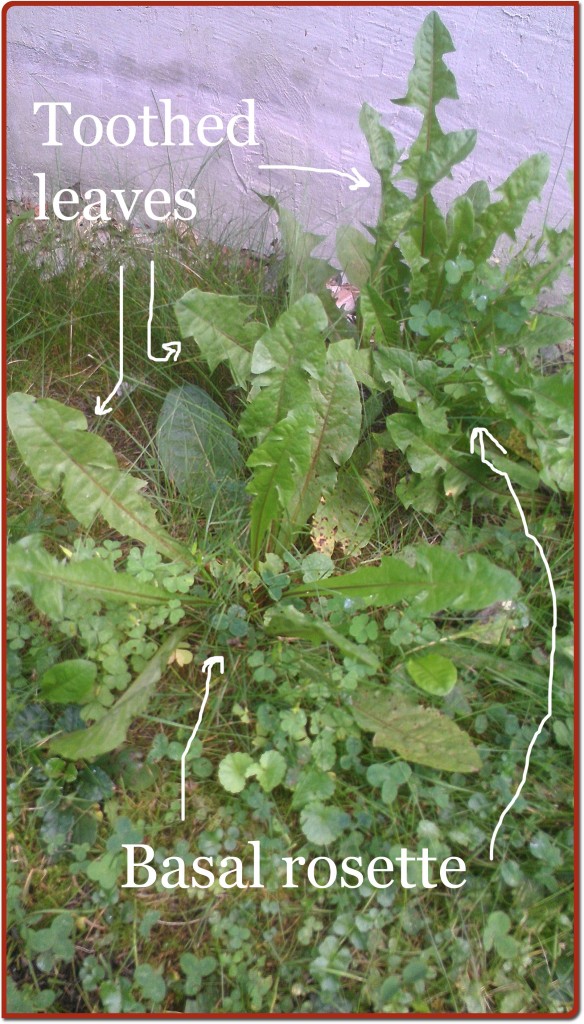 dandelion, annotated